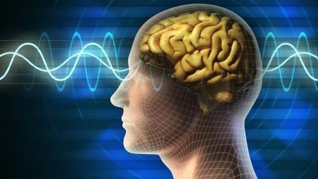 Nuevo hallazgo para comprender la velocidad de la comunicación cerebral 