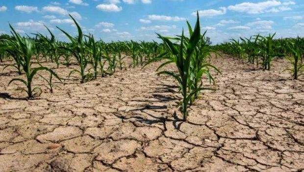Por la sequía y el calor cayó 46% el rendimiento de la soja en Santa Fe