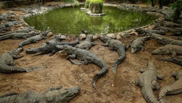 Un hombre camboyano murió despedazado por 40 cocodrilos