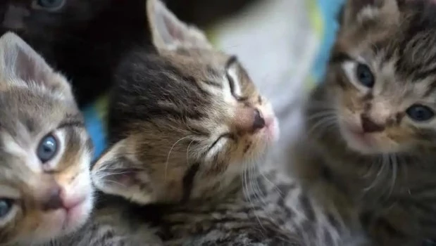 El Club Evaristo (parte XXI): el caso del rosario negro