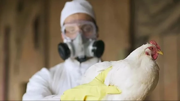 Pese a la aparición de lobos marinos muertos por gripe aviar, Argentina es declarada libre de IAAP y vuleve a exportar a Europa productos de granja