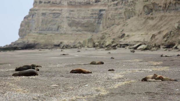 “Nunca antes hubo un contagio de gripe aviar así en lobos marinos"
