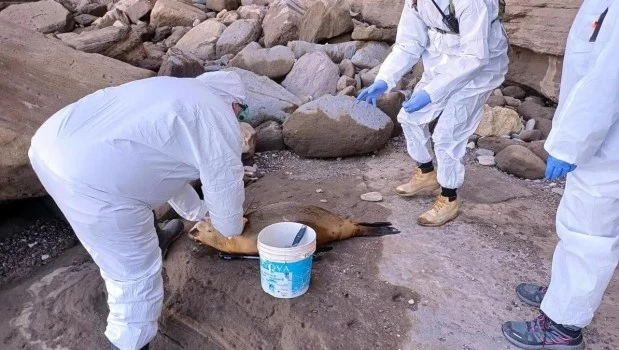 Restringen el acceso a playas rionegrinas por la aparición de lobos marinos muertos
