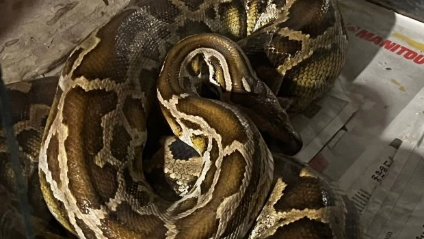 Lo demoraron por un control vehicular y le descubrieron un serpentario ilegal en su casa