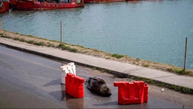 Ya son al menos 120 los lobos marinos muertos en Mar del Plata