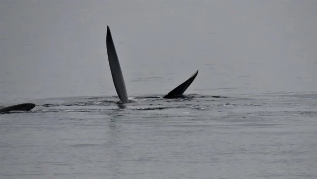 ​Estudian cómo se comunican las ballenas madres con sus crías a través de los sonidos