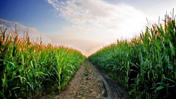 Brasil desbanca a Estados Unidos como el mayor exportador mundial de maíz