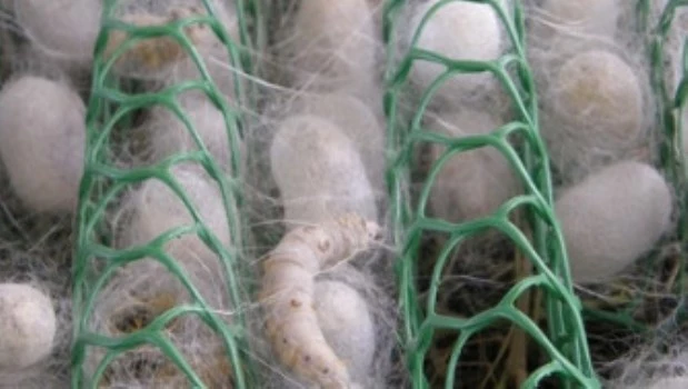 Las estructuras de rejilla permite que los gusanos elaboren los capullos de manera colectiva.