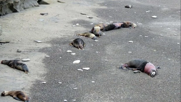 Más de 1.200 lobos marinos murieron en las costas rionegrinas por gripe aviar