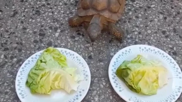 La fábula de la tortuga y el león