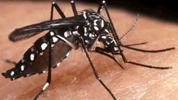 Jujuy reporta un nuevo caso de dengue importado y llama a la prevención
