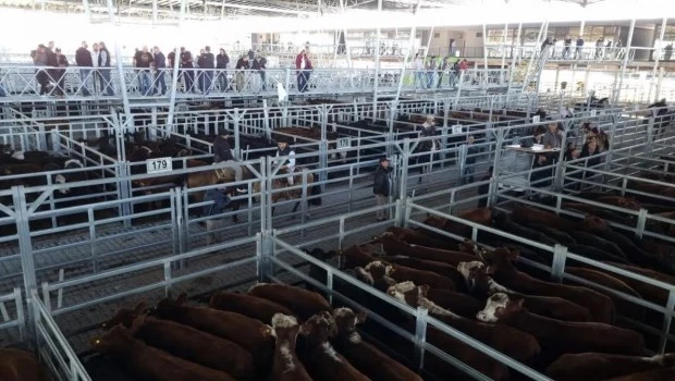 Sube el precio de la hacienda en Cañuelas pese a la caída del consumo