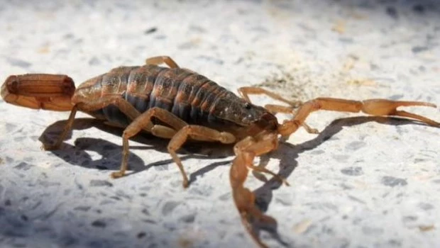 Vecinos denuncian una invasión de alacranes en un barrio de La Plata