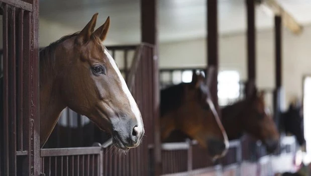 Entre Ríos confirmó nuevos casos de encefalitis equina en personas que ya recibieron el alta