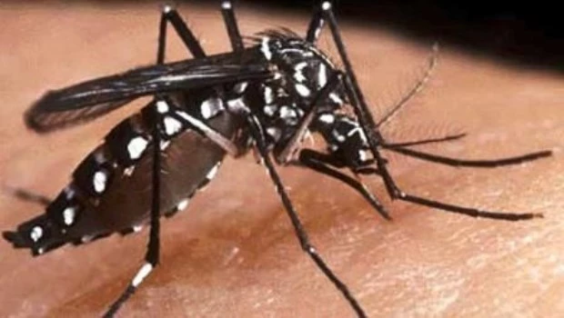 En lo que va de año, los casos de dengue en la Argentina se multiplicaron por 17 en comparación con 2023 