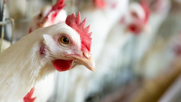 El pollo gana su lugar en la mesa