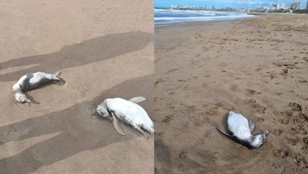 Aparecieron al menos 40 pingüinos muertos en las playas de Mar del Plata