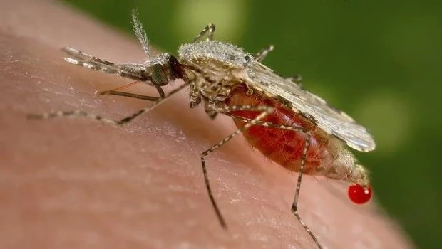 El mosquito Anopheles sacharovi, asociado junto con otra especie con la transmisión de la malaria.