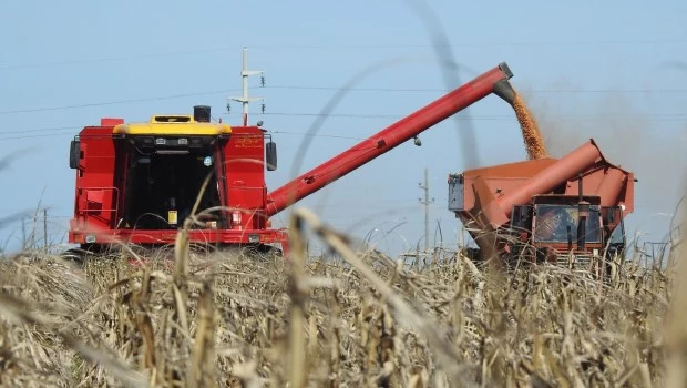 Producción mata precios bajos