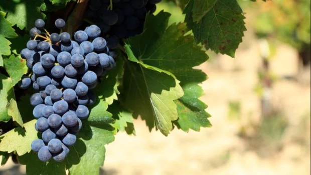 La larga y añeja historia del Malbec