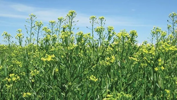 Camelina, nuevo cultivo para los biocombustibles