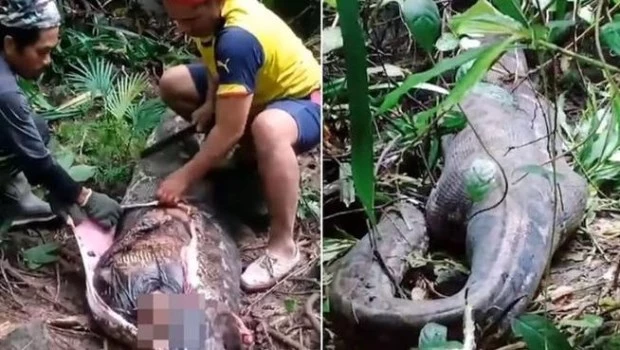Indonesia: hallan el cadáver de una mujer dentro de una pitón de cinco metros