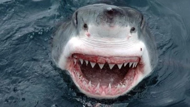 Atrapó a un tiburón, sufrió una severa mordedura y fue salvado por socorristas