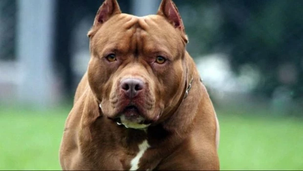 Un hombre murió en Jujuy al ser atacado por un pitbull