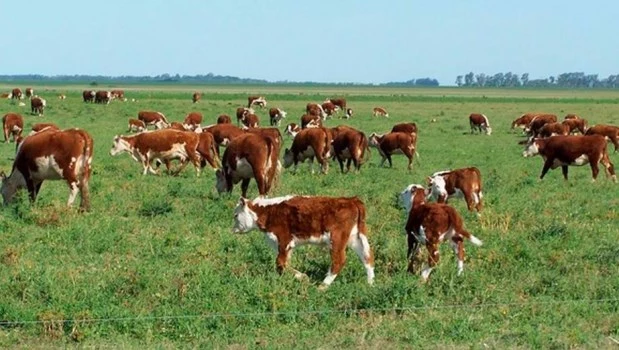 El Gobierno eliminó el fondo fiduciario ovino y prometió ayudar al sector ante la adversidad climática 