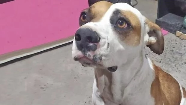 La mascota, “Mirko”, había ido en defensa del dueño, ya que el malviviente le había disparado en los pies y, como consecuencia, el ladrón lo mató de un tiro.
