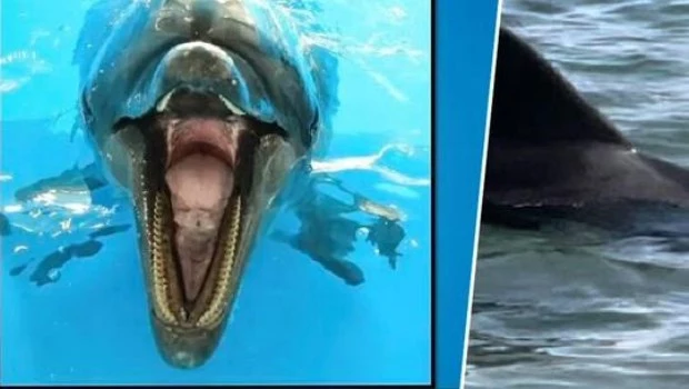 Aumentan los ataques de delfines a bañistas en playas del centro de Japón