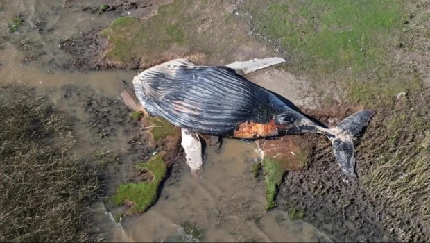 Encontraron una ballena muerta en las costas del Río de la Plata