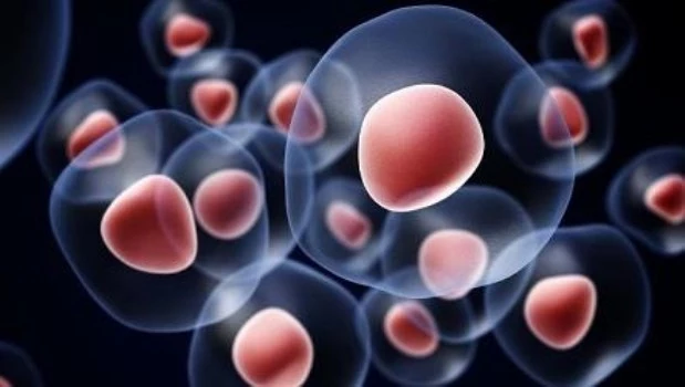 Crean células madre sanguíneas, podría ser un paso al tratamiento personalizado de la leucemia