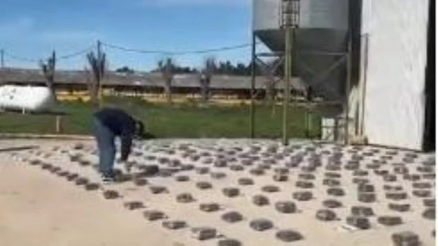 Se descargaron 500 kilos de marihuana en un criadero de pollos en Exaltación de la Cruz 
