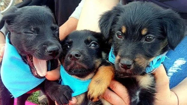 Día Mundial del Perro Adoptado: promueven la adopción responsable de mascotas