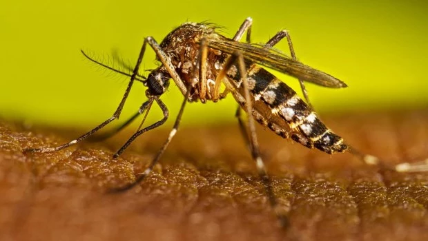 Que el dengue no nos tape el bosque