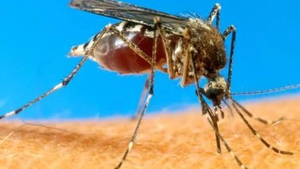 Consejos y prevención de la fiebre amarilla para viajeros