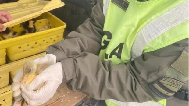 Viajaba con 150 patos en el baúl de su vehículo