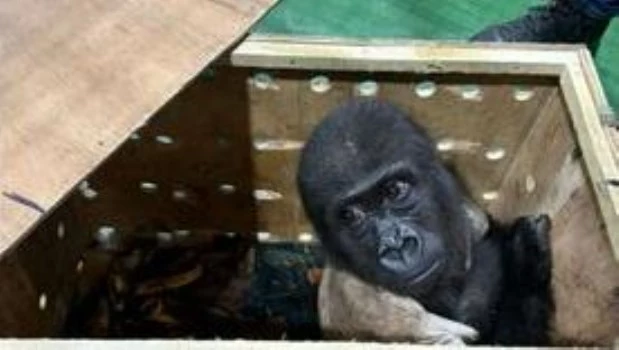 Rescatan a una cría de gorila en el aeropuerto de Estambul antes de ser traficado