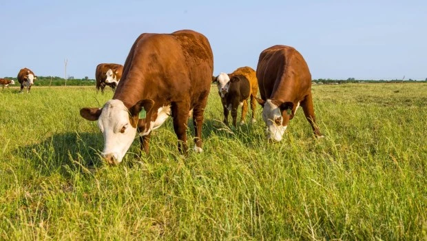 La Argentina, país ganadero