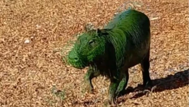 Alarma en Entre Ríos: aparecieron carpinchos teñidos de verde