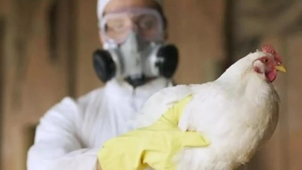 Falleció la niña que contrajo gripe aviar en México