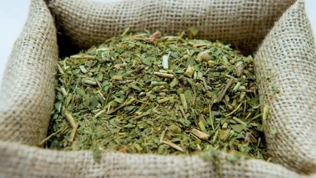 La cosecha de yerba mate cayó más del 30% en el primer trimestre del año