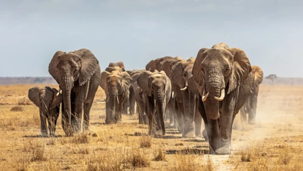 Zimbabue autoriza el sacrificio de 50 elefantes en una reserva natural