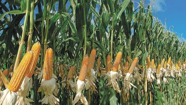 Vuelve Su Majestad, el maíz