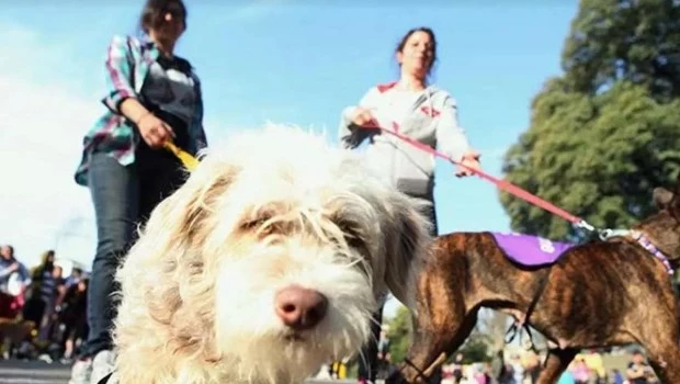 Mascotas y deseducación 
