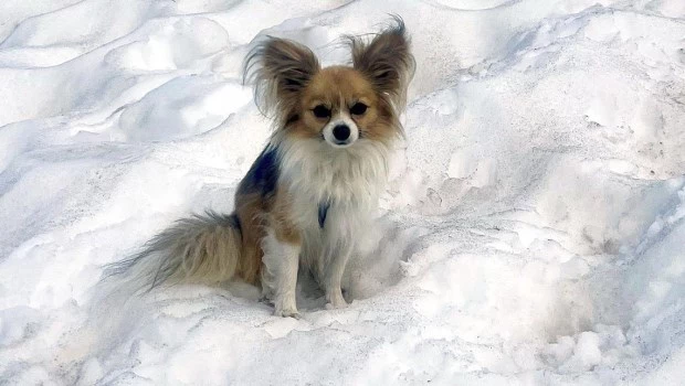 Un chihuahua ayudó a rescatistas suizos a encontrar a su dueño que cayó en un glaciar
