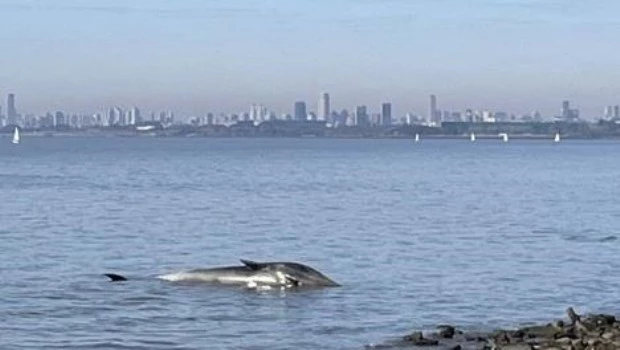 Una ballena apareció sin vida al quedar varada en la costa de Vicente López