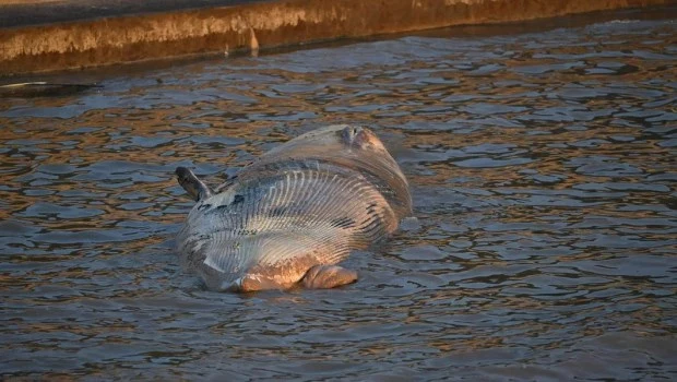 Apareció otra ballena muerta en el Río de la Plata