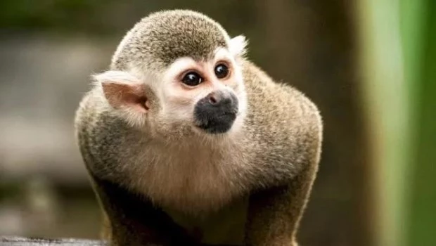 La Plata: rescataron a más de 200 animales que estaban atrapados en una casa